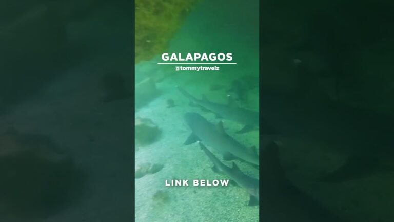 #TommyTravelz #travelnow #traveltips #galapagos #sancristobal #santacruz #islabaltra #isabelaisland