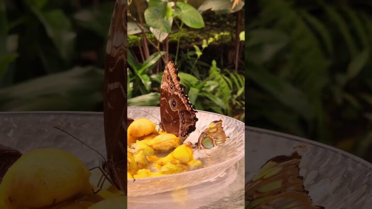 Part V Costa Rica National Museum Tour #travel