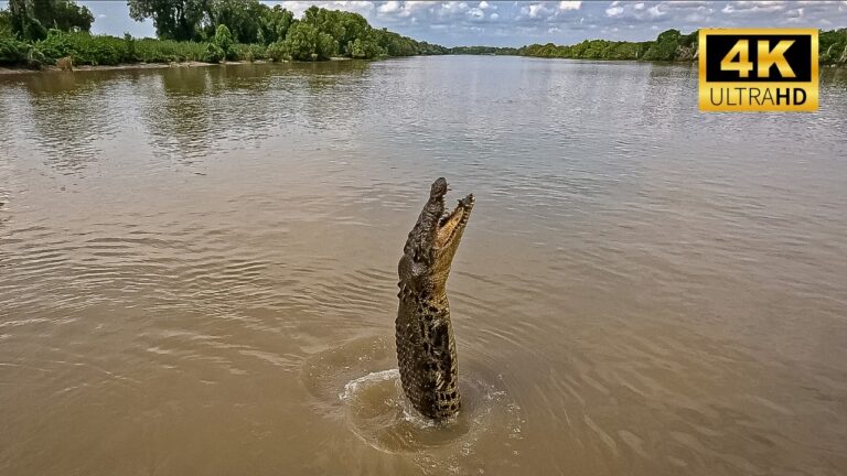 Australia’s JUMPING CROCODILES Cruise 🐊🇦🇺[4k Video]