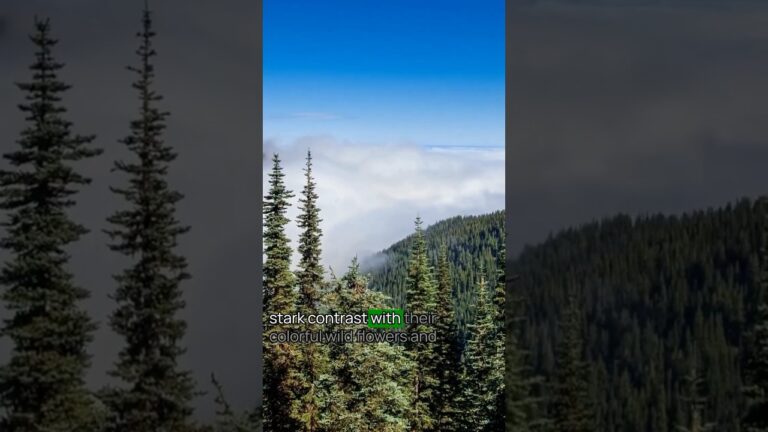 Tip No. 1 for Visiting Olympic National Park #OlympicNationalPark  #TravelTips #USNationalParks