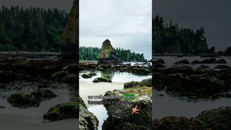 Best Olympic National Park Beach No. 7 #olympic #olympicnationalpark #usnationalparks #bucketlist