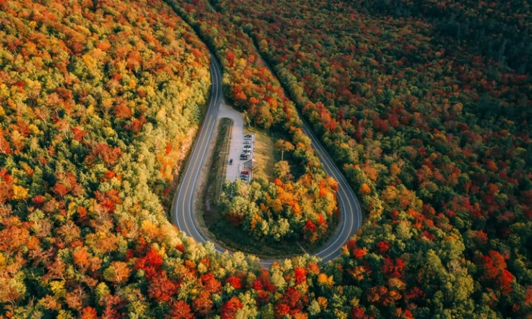 A winding road in a forest