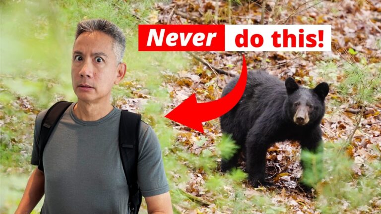 Japan’s Bear Crisis: What Every Traveler Must Know!